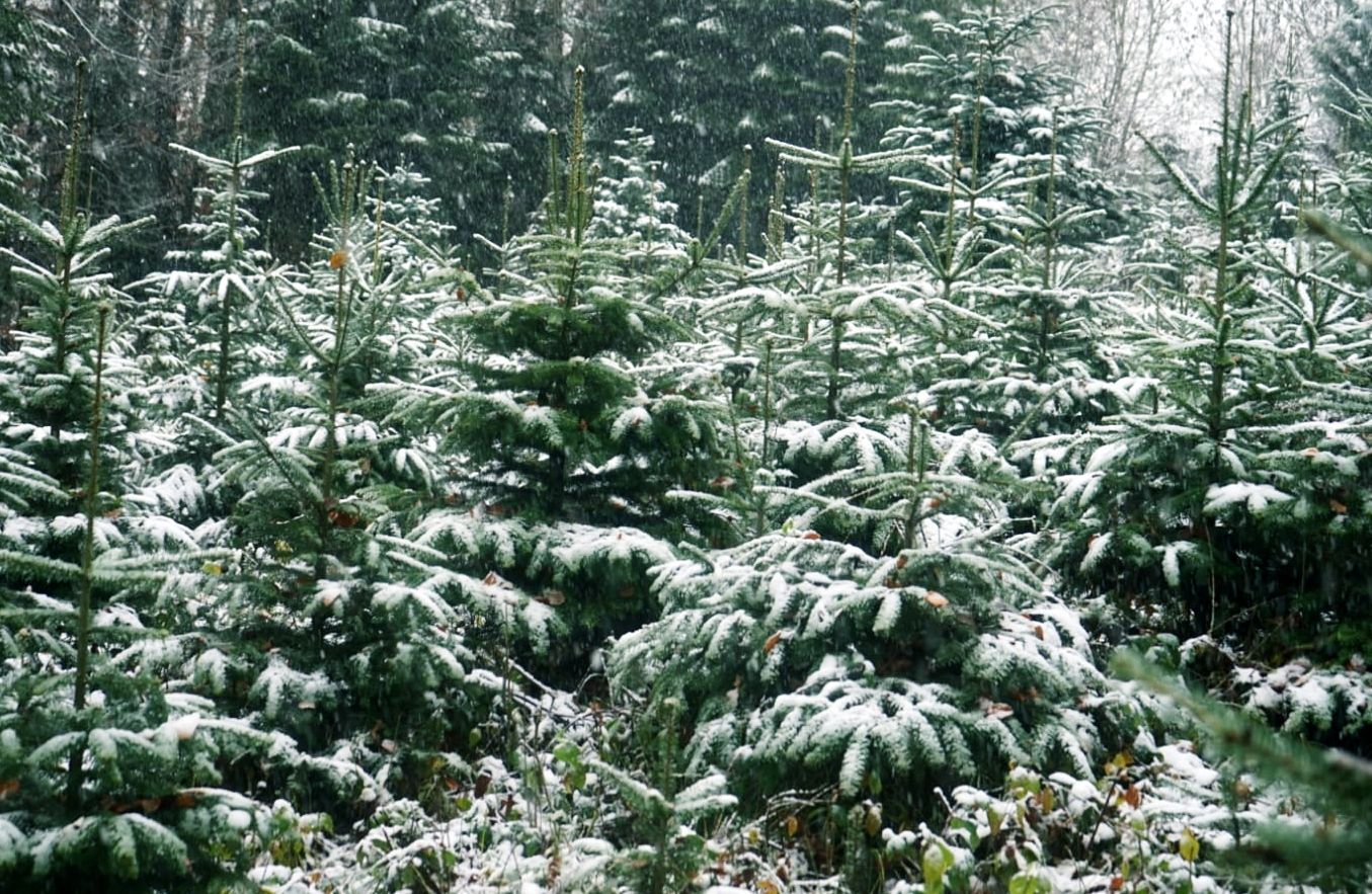 Christbaumkultur Bad Rappenau