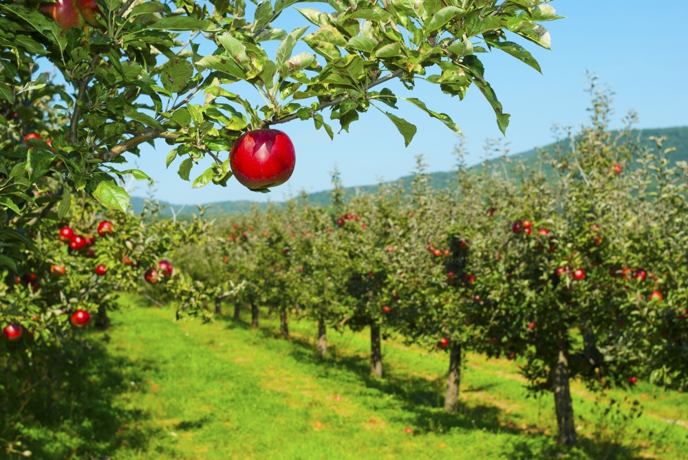 Obstwiese (Bild: iStock-658414030)