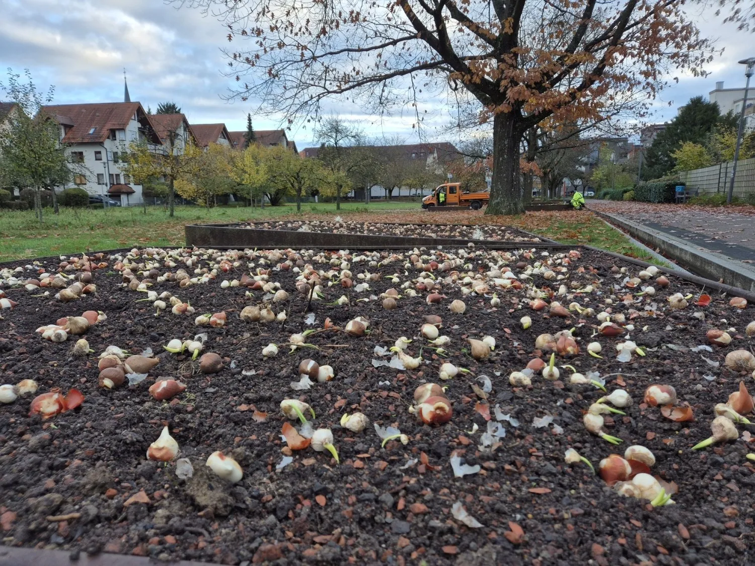 Blumenzwiebeln in der Stadtmitte (Bild: Stadt Bad Rappenau)