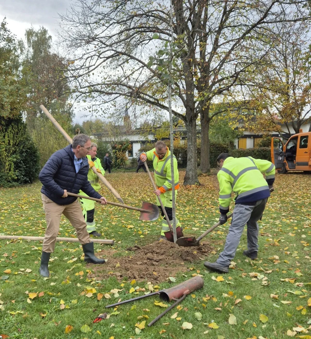 Der Baum des Jahres 2026 wird zwischen Grundschule und dem Kindergarten Friedensstraße gepflanzt (Bild: Stadt Bad Rappenau)