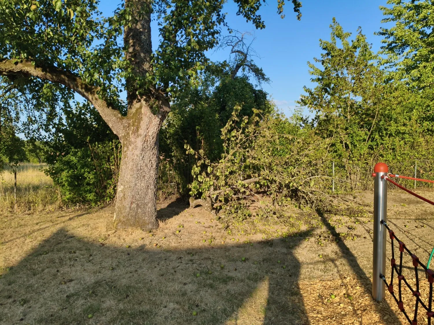 Astbruchgefahr beim Spielplatz Babstadt (Bild: Stadt Bad Rappenau)