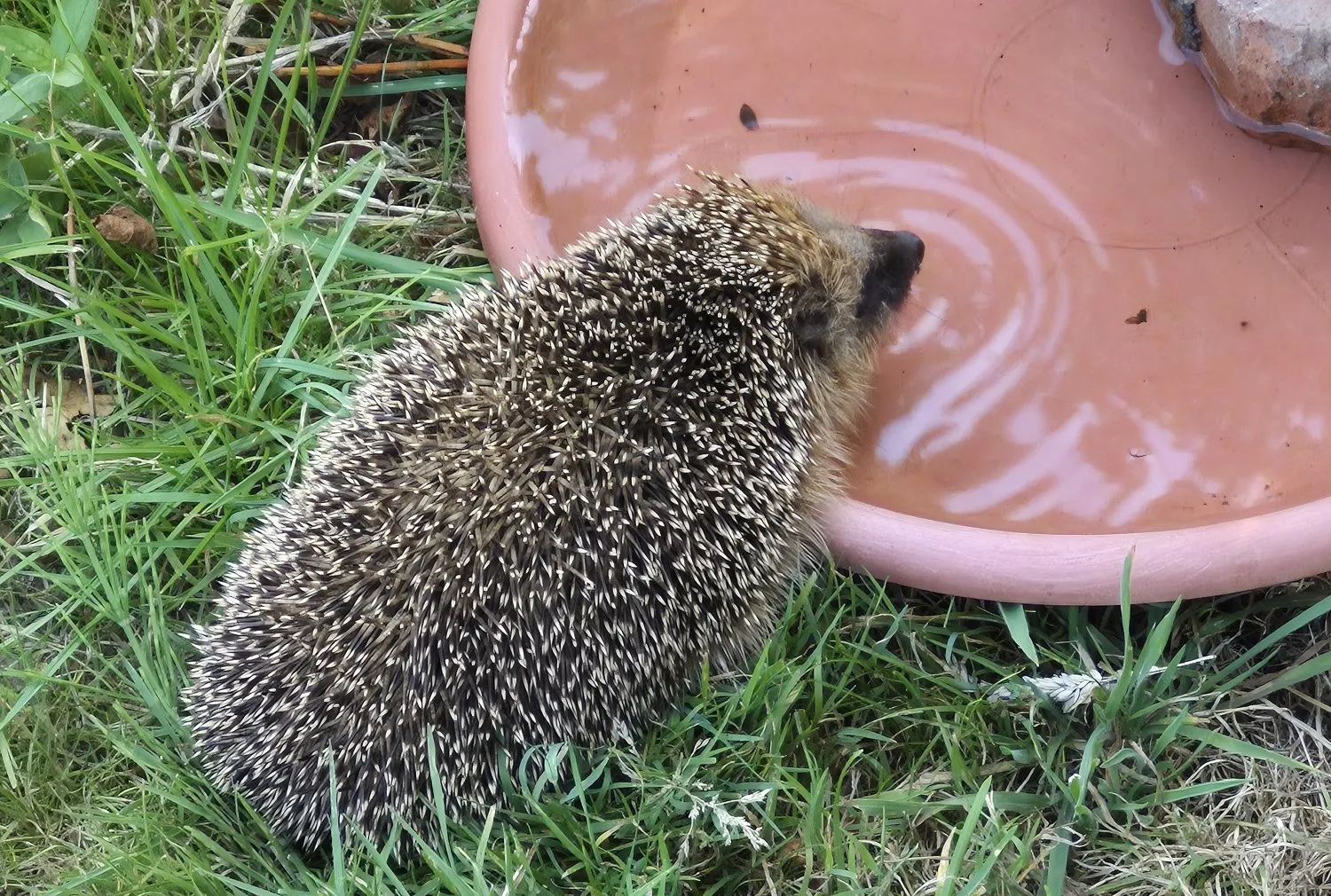 Igel an Tränke (Bild: NABU Östlicher Kraichgau)