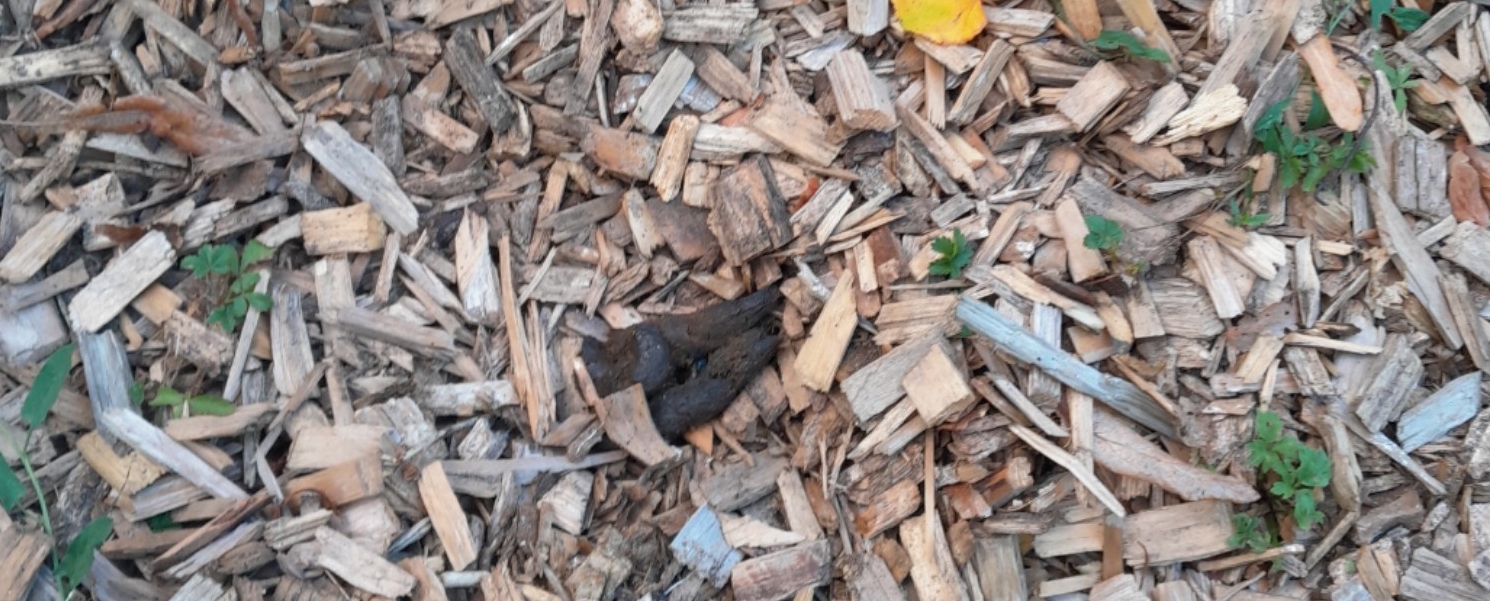 Spielplatz_Treschklingen-Hundekot_17.09.26.jpg