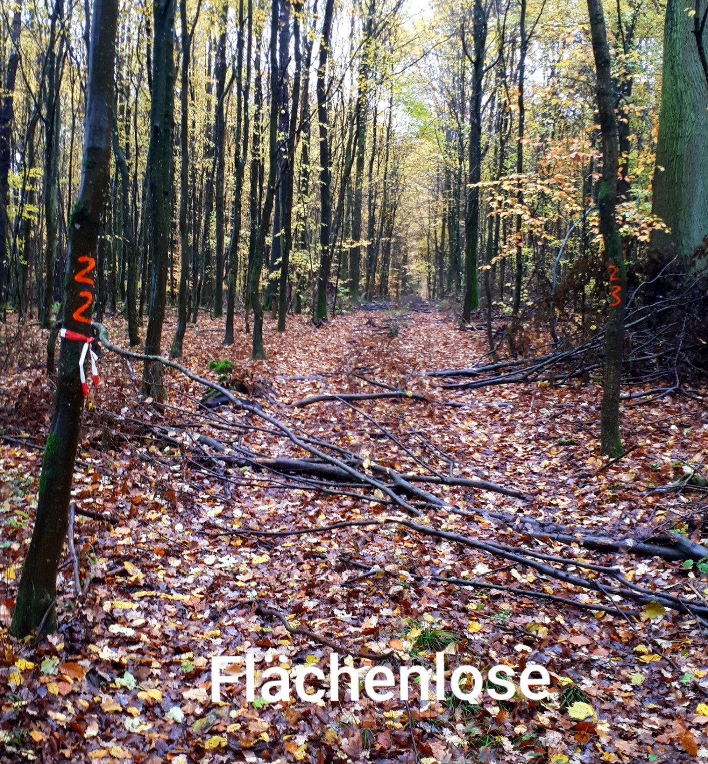 Flächenlos (Bild: Stadt Bad Rappenau)