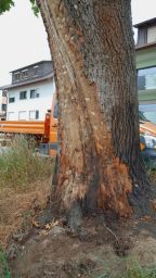 Beschädigter Baum in Heinsheim mit Brandschäden